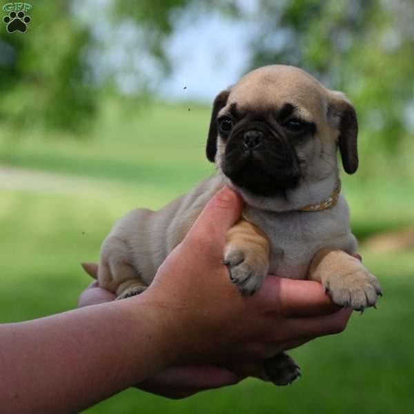 Tanner, Puggle Puppy